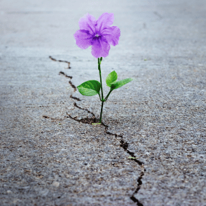 Flower growing out of a broken road